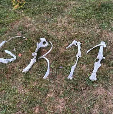 Nápis GR 11 poskládaný ze zvířecích kostí v trávě